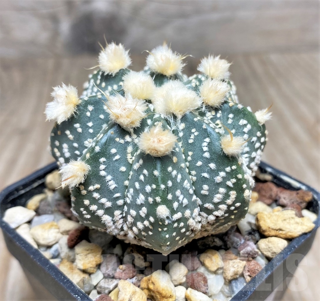 SHPR14078 Astrophytum asterias 'Ooibo' hybrid - Obrázek 2