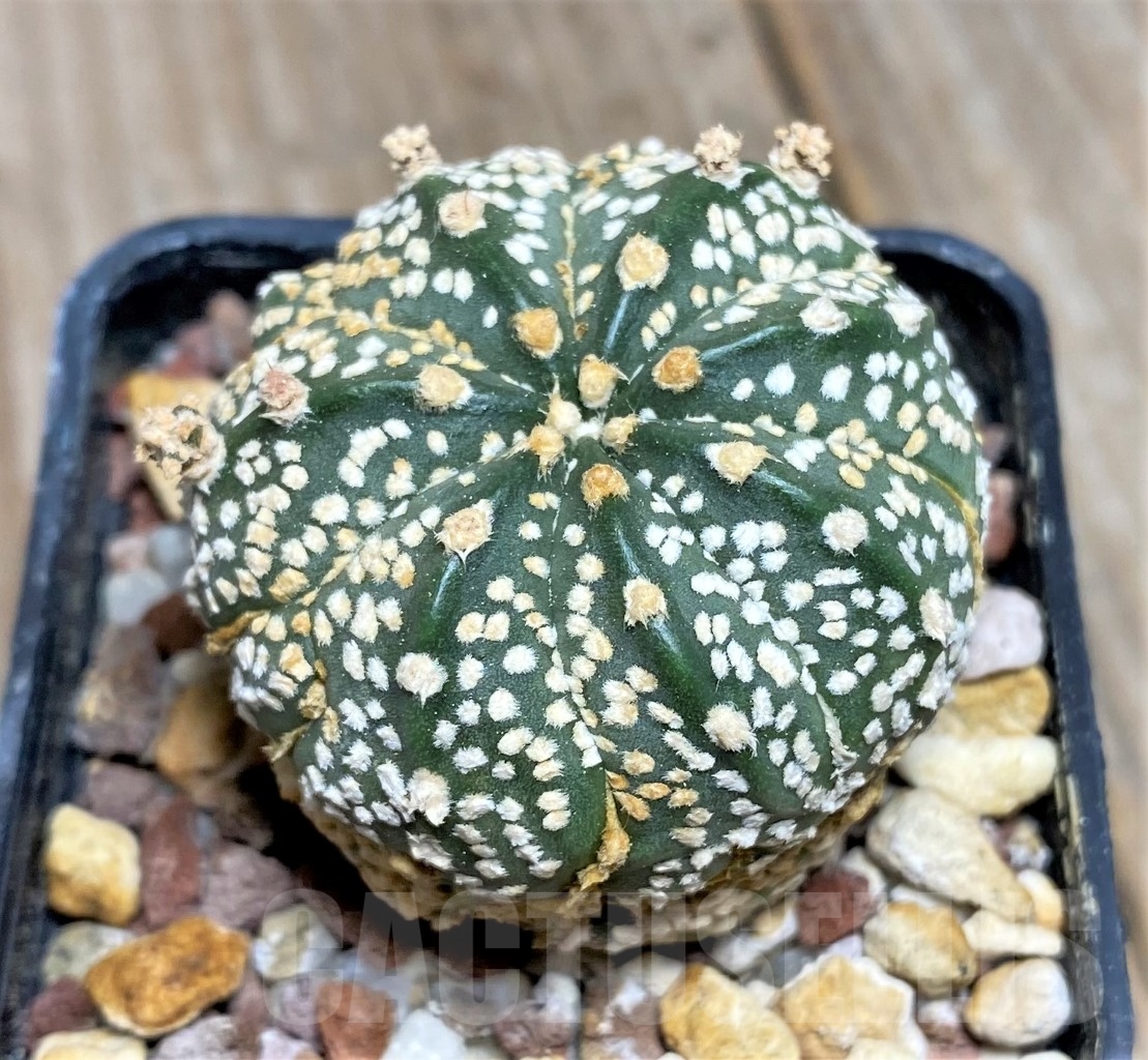 SHPR14079 Astrophytum asterias 'Super Kabuto' hybrid