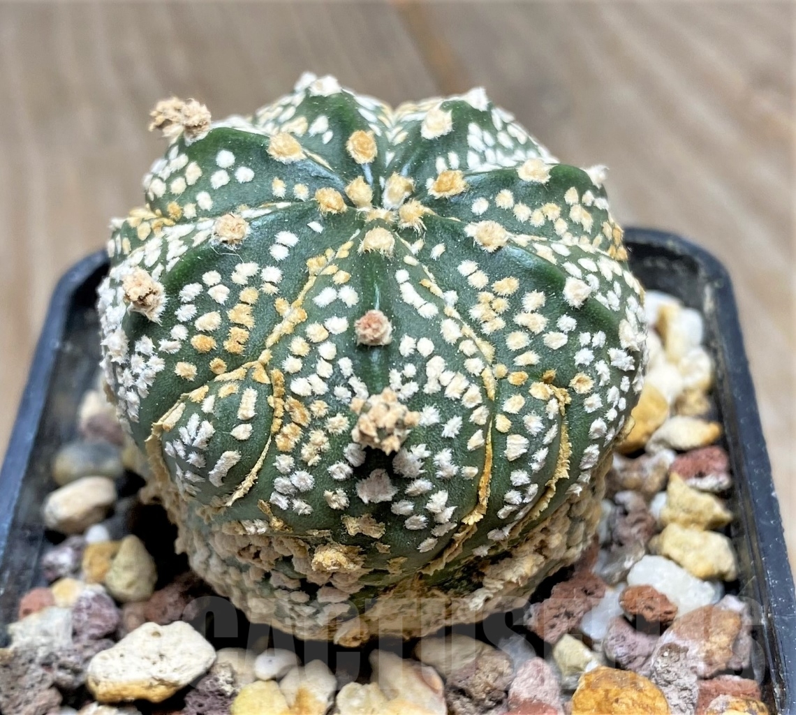 SHPR14079 Astrophytum asterias 'Super Kabuto' hybrid - Obrázek 2