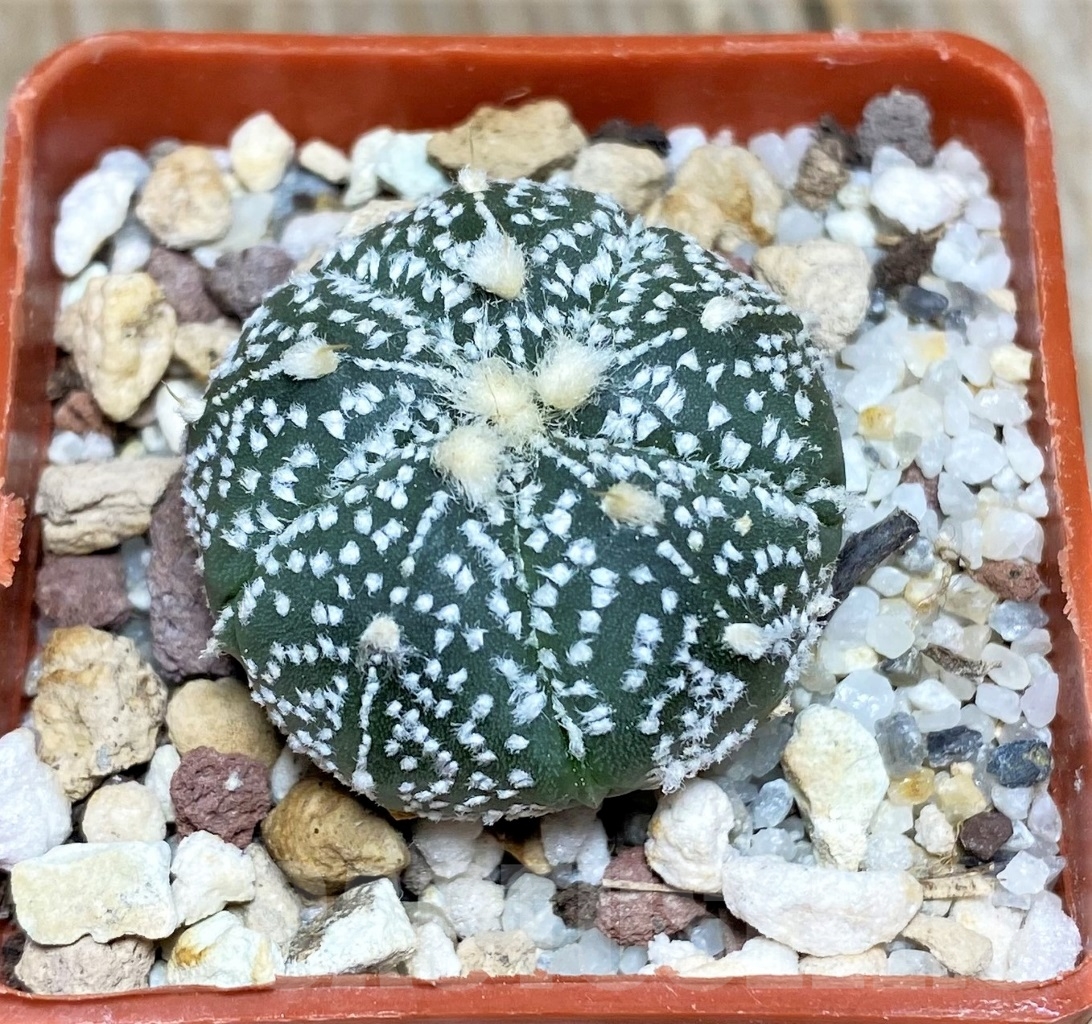 SHPR14080 Astrophytum hybrid