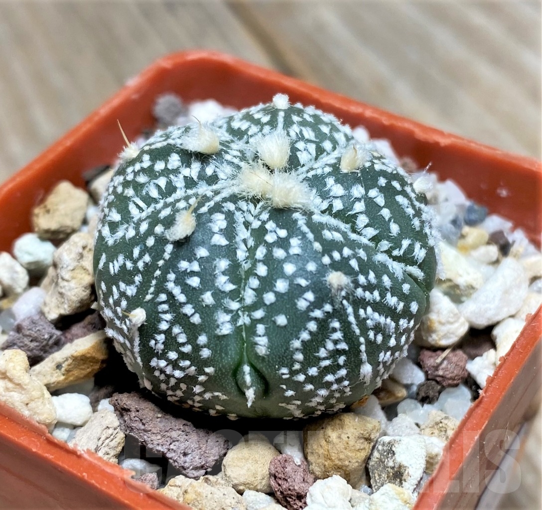 SHPR14080 Astrophytum hybrid - Image 2