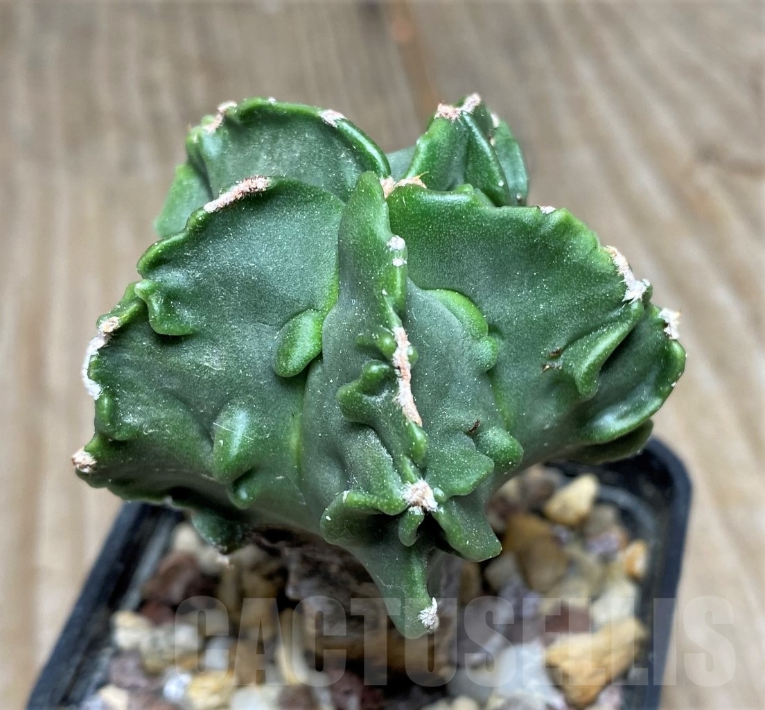 SHPR14081 Astrophytum myriostigma 'Fukuryu' v. nudum