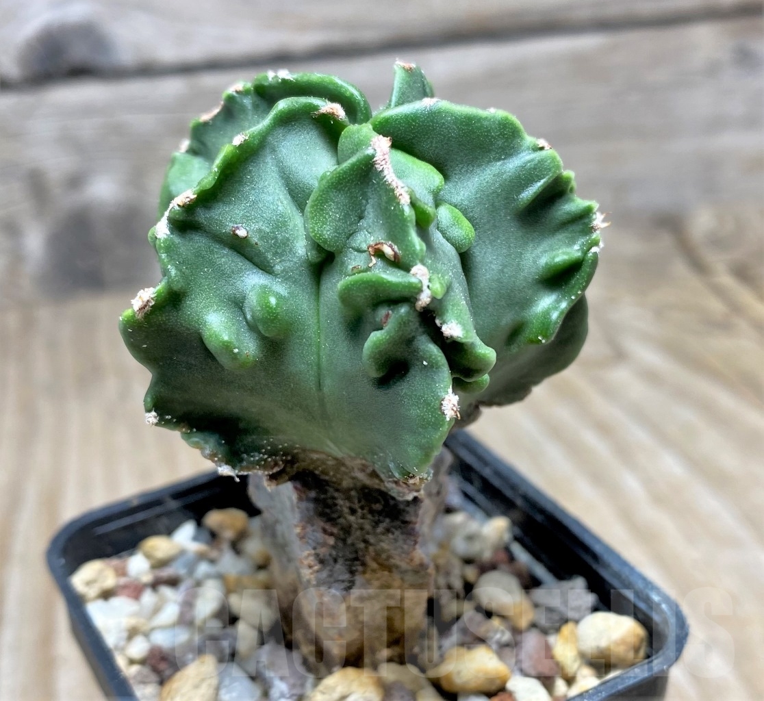 SHPR14081 Astrophytum myriostigma 'Fukuryu' v. nudum - 画像 (2)