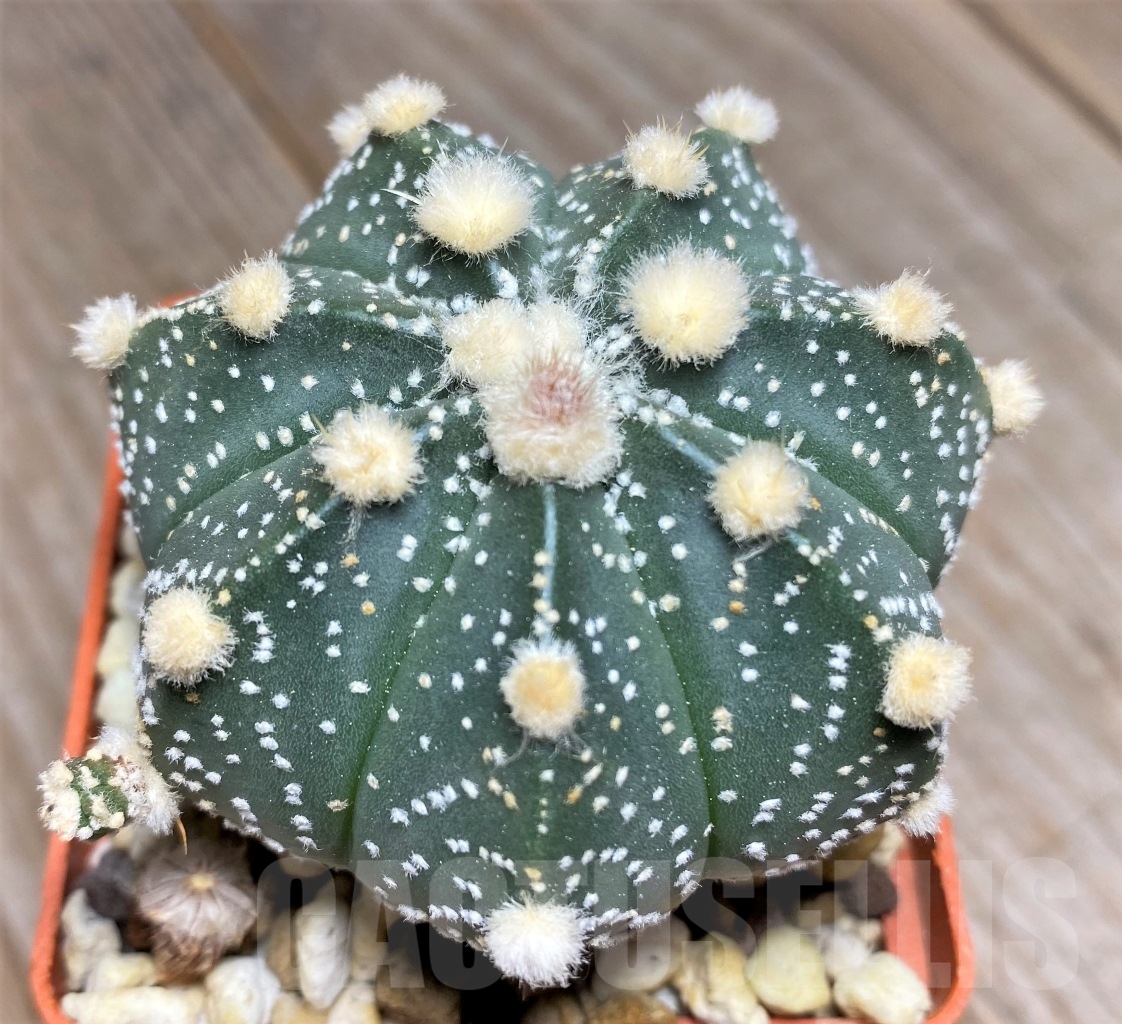 SHPR14082 Astrophytum asterias 'Ooibo' hybrid
