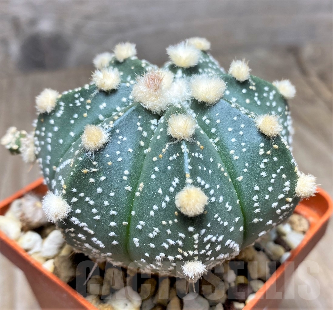SHPR14082 Astrophytum asterias 'Ooibo' hybrid - Obrázek 2