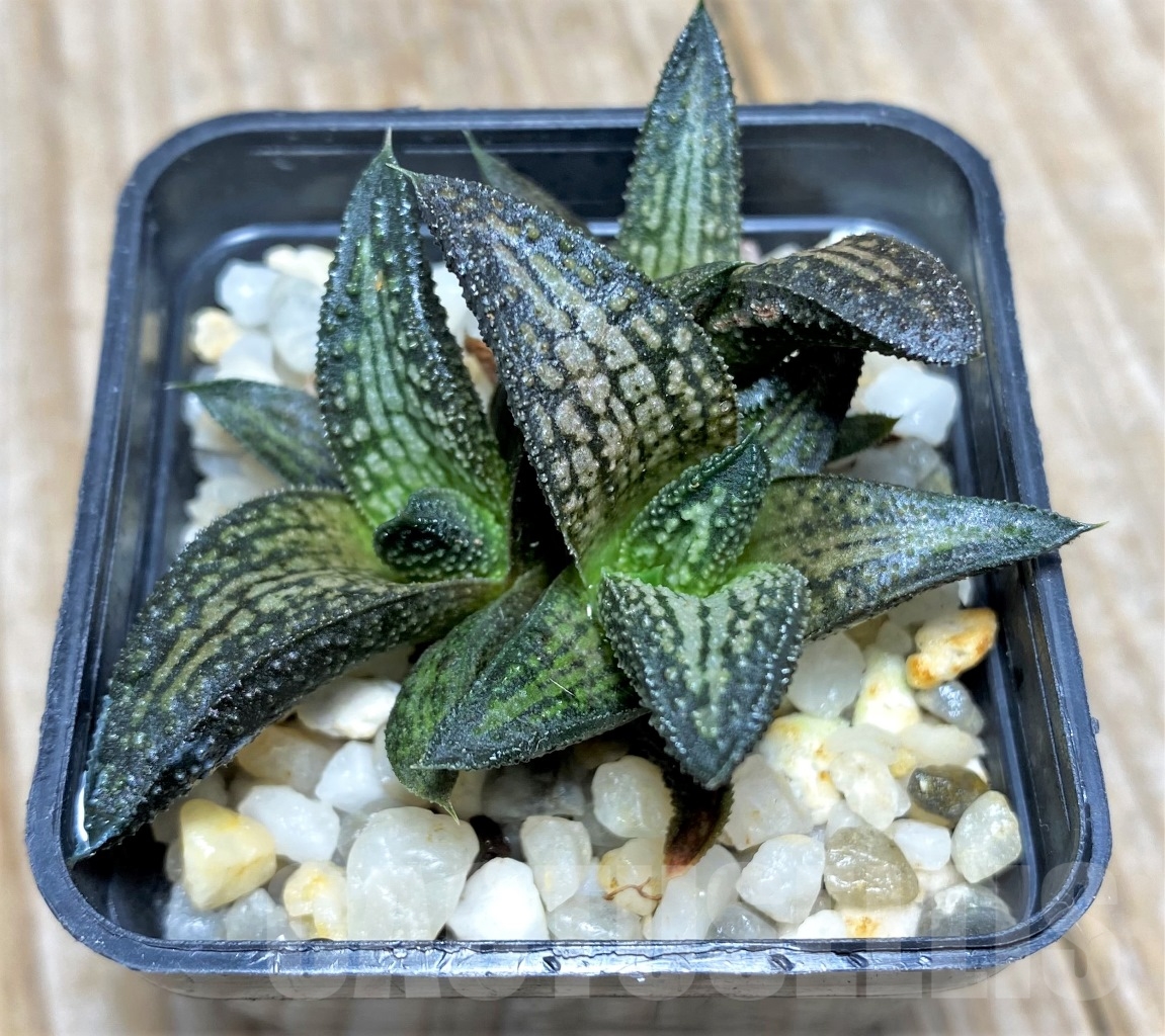 SHPR14083 Haworthia ‘Kintaikyo’