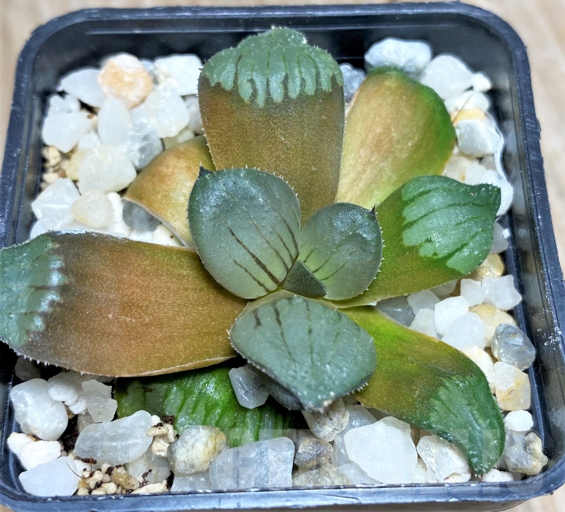 SHPR14084 Haworthia atrofusca enigma RSA, seeds from nature