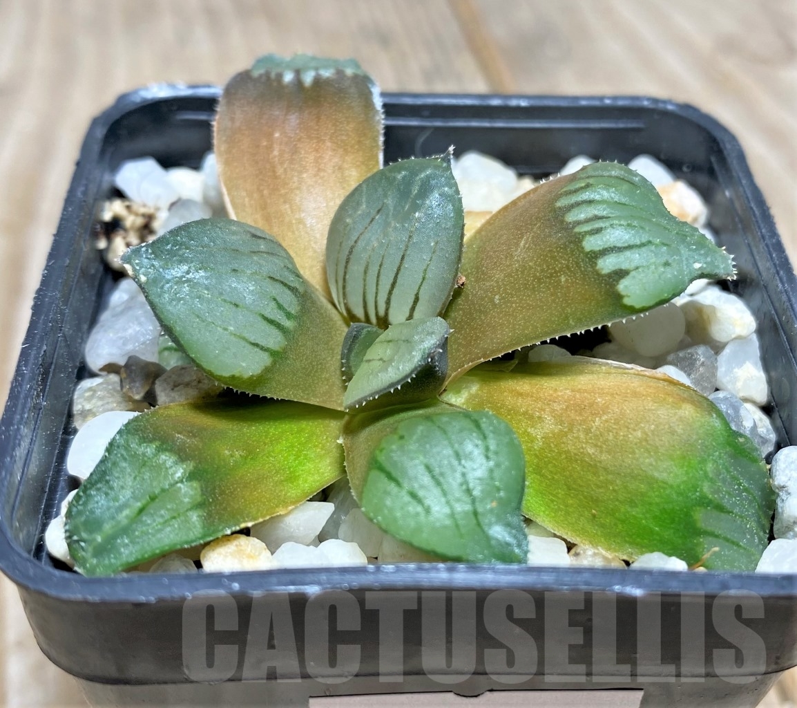 SHPR14084 Haworthia atrofusca enigma RSA, seeds from nature - immagine 2