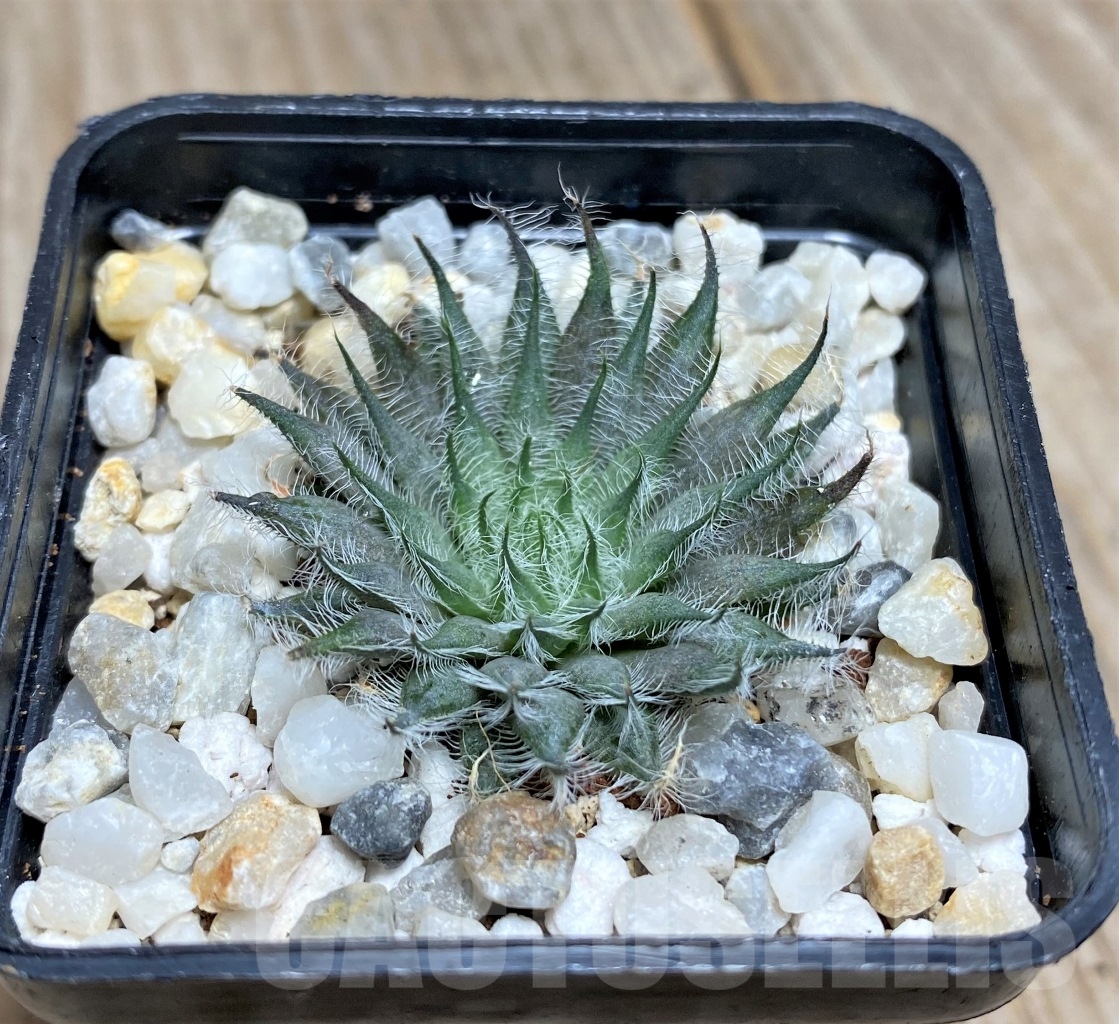 SHPR14085 Haworthia odetteae - Image 2