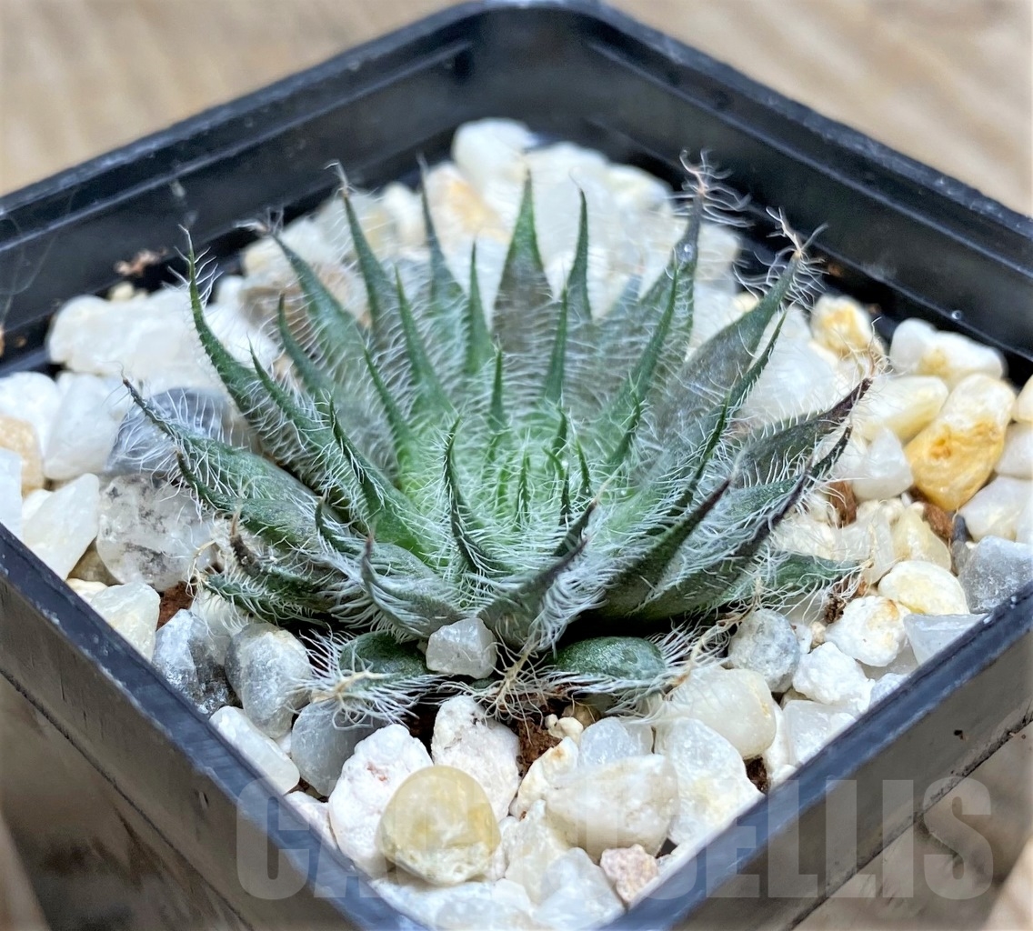 SHPR14085 Haworthia odetteae