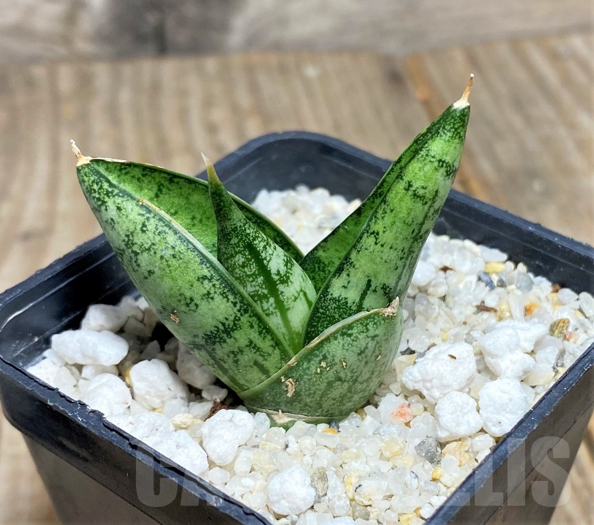 SHPR14086 Sansevieria 'Mini Boncel'