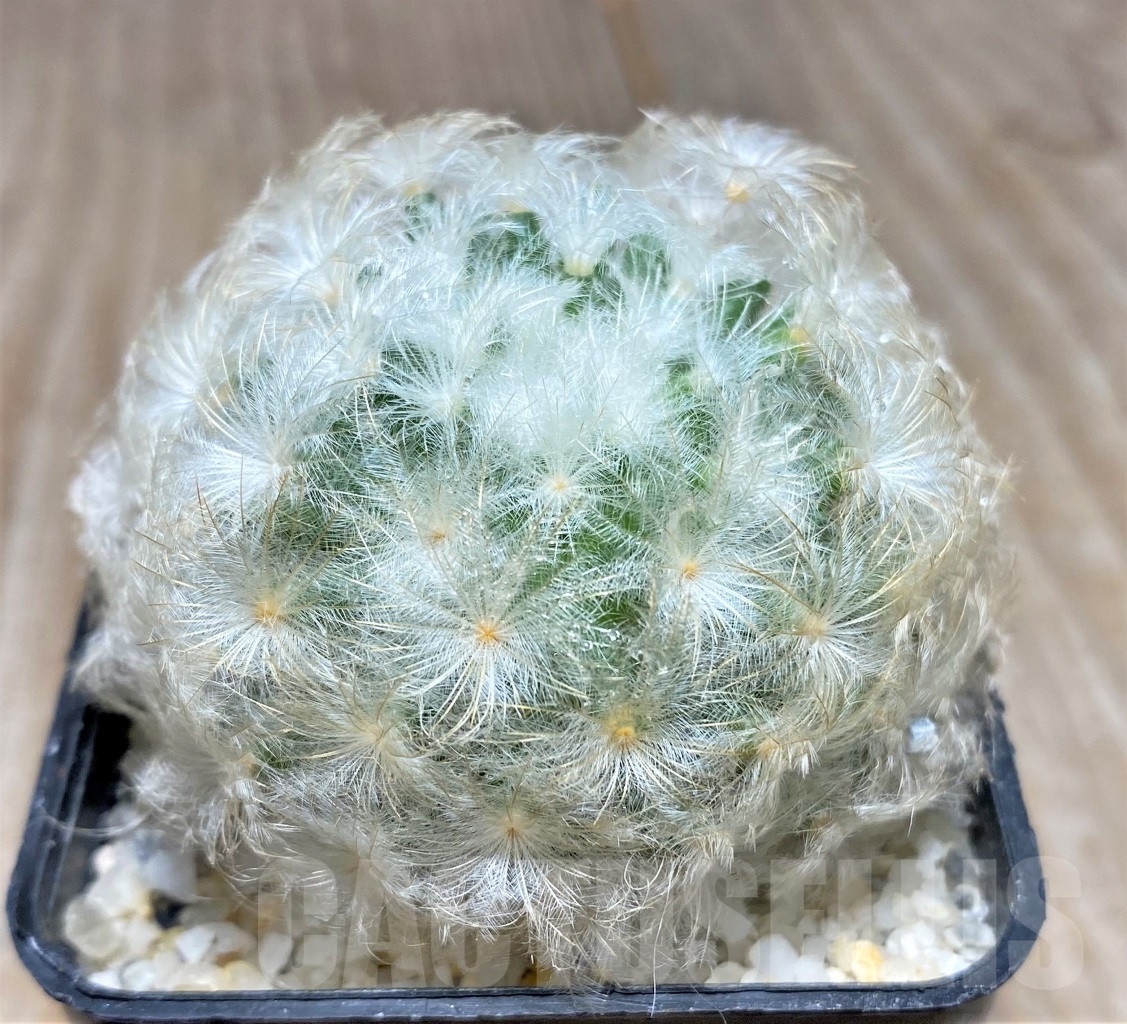 SHPR14087 Mammillaria plumosa