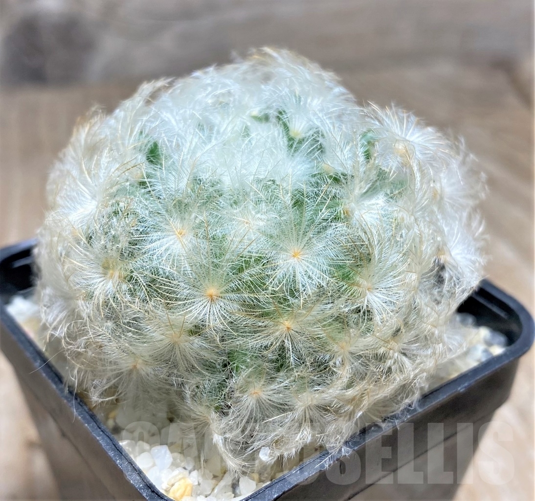 SHPR14087 Mammillaria plumosa - Image 2