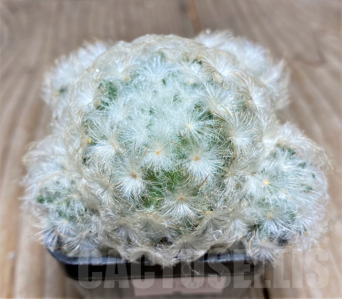 SHPR14088 Mammillaria plumosa