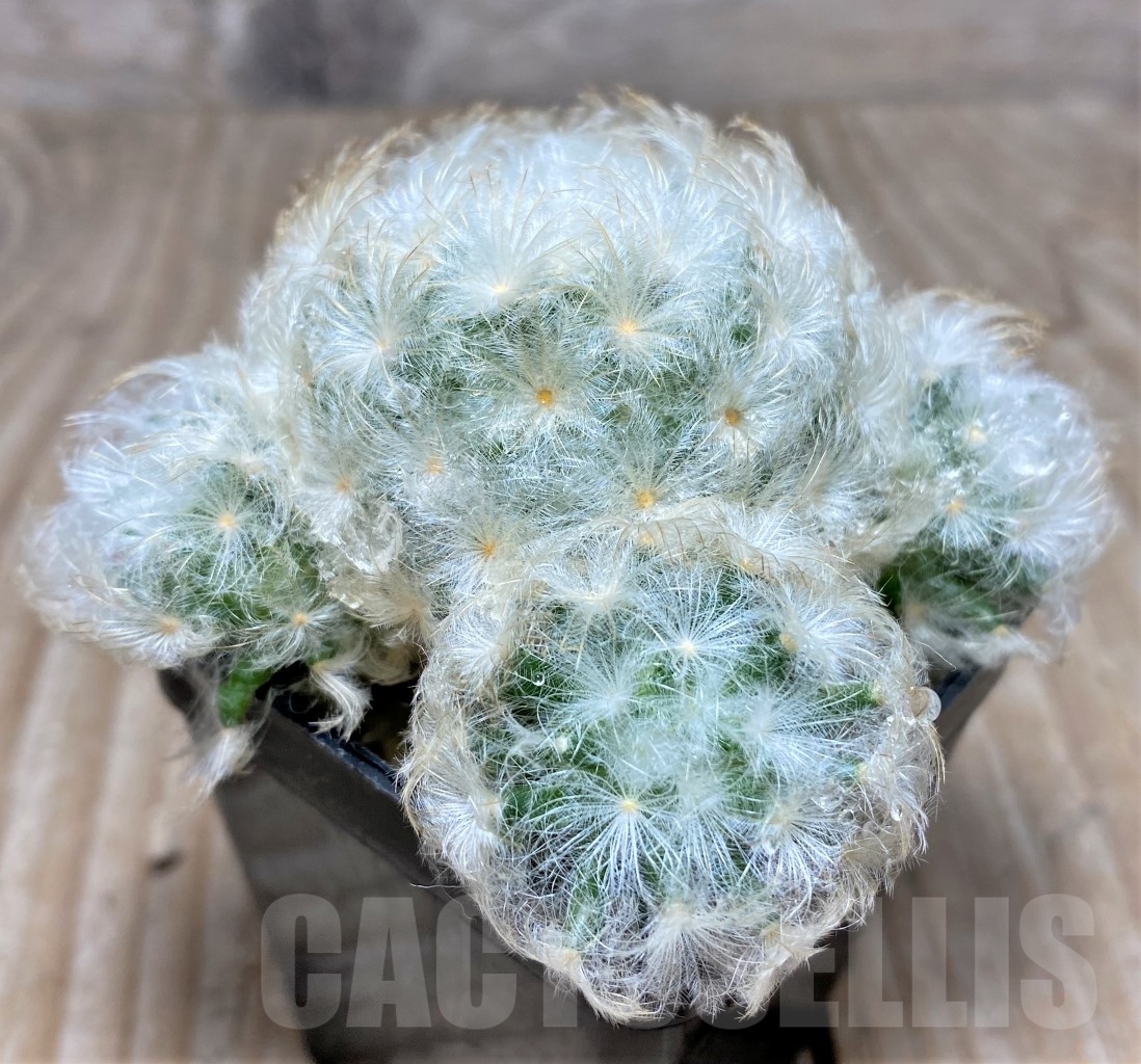 SHPR14088 Mammillaria plumosa - Image 2