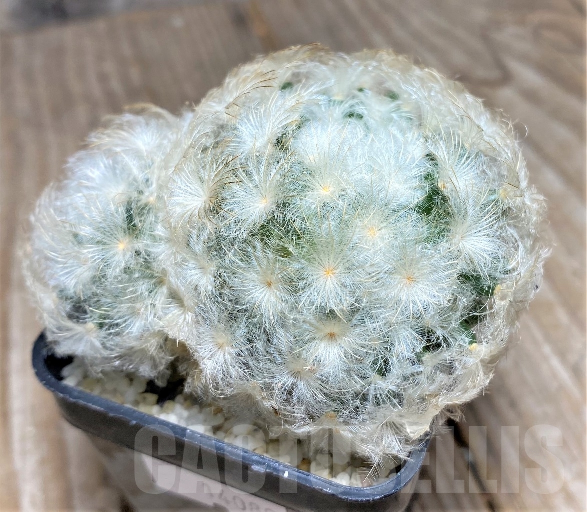 SHPR14089 Mammillaria plumosa