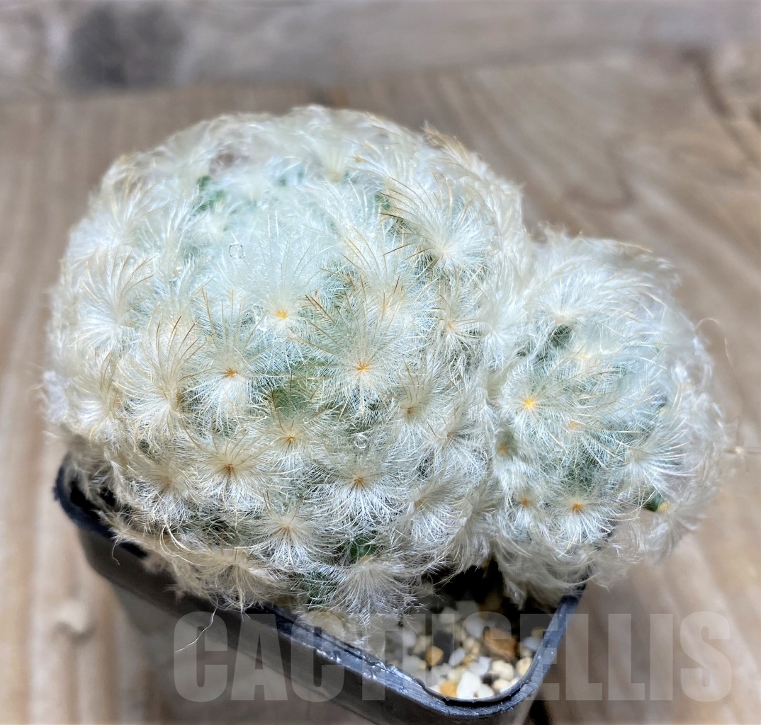 SHPR14089 Mammillaria plumosa - Image 2