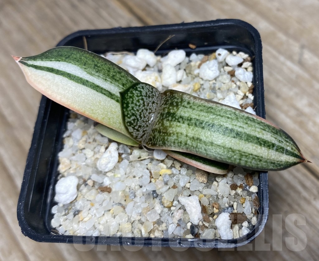 SHPR14090 Gasteria hybrid f. variegata - Image 2
