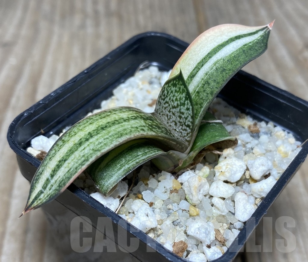 SHPR14090 Gasteria hybrid f. variegata
