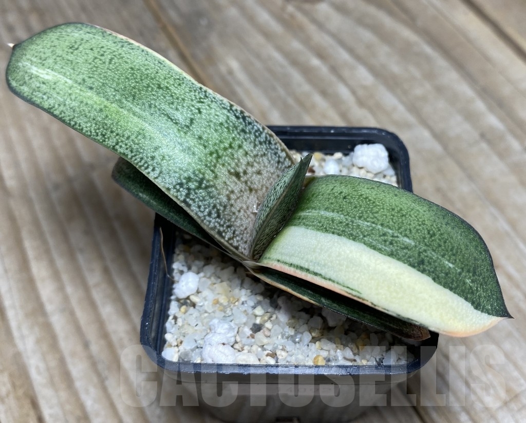 SHPR14092 Gasteria hybrid f. variegata
