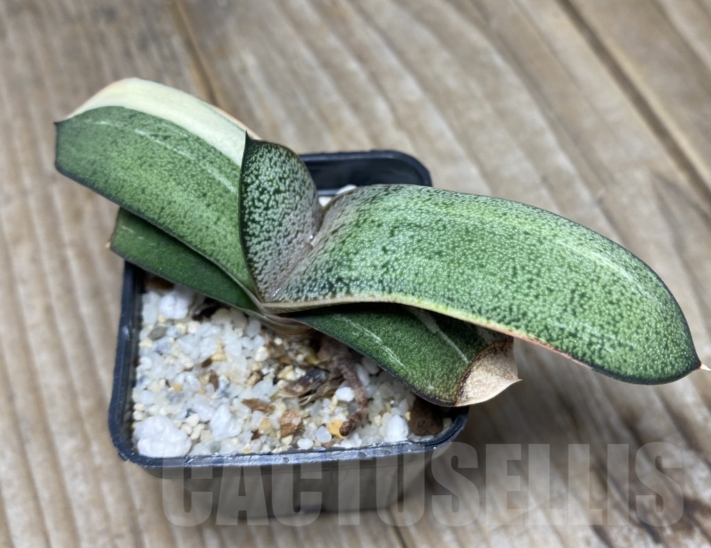 SHPR14092 Gasteria hybrid f. variegata - Obrázek 2