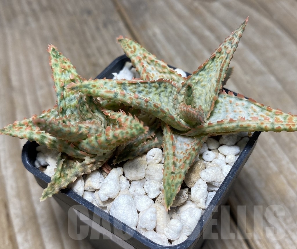 SHPR14094 Aloe hybrid, 2 seedlings - Image 2