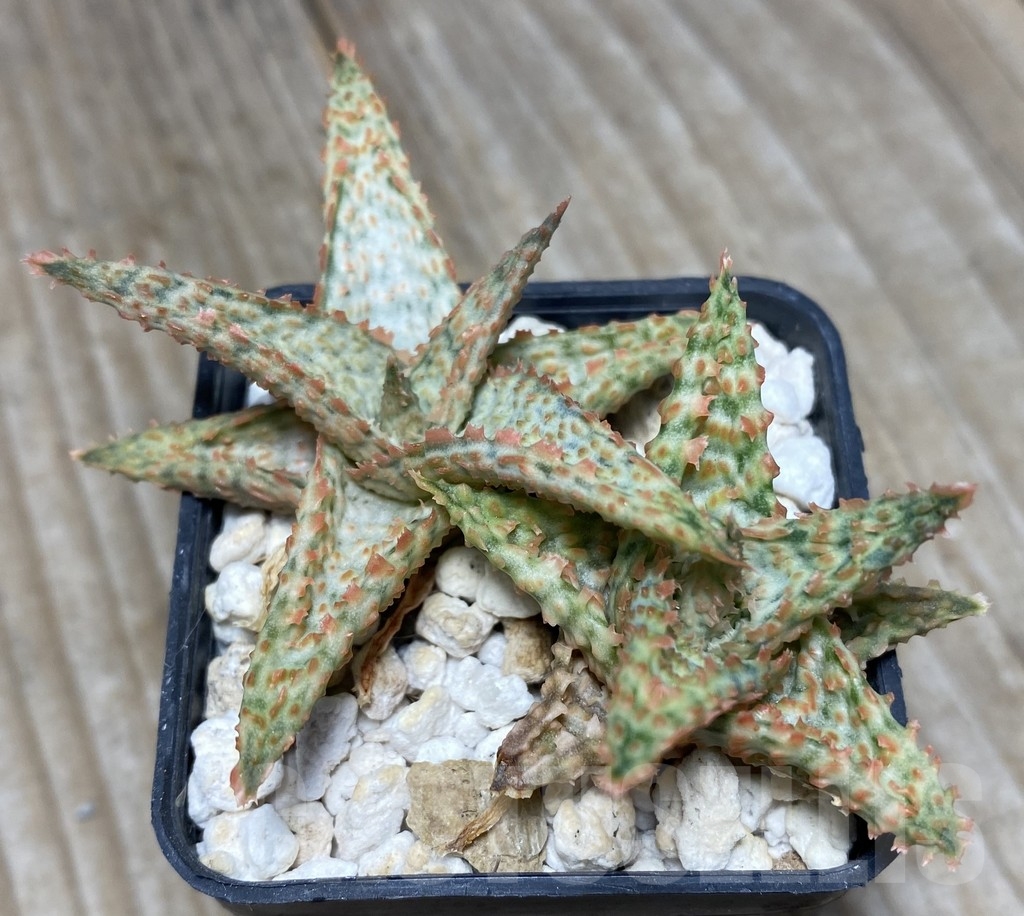 SHPR14094 Aloe hybrid, 2 seedlings