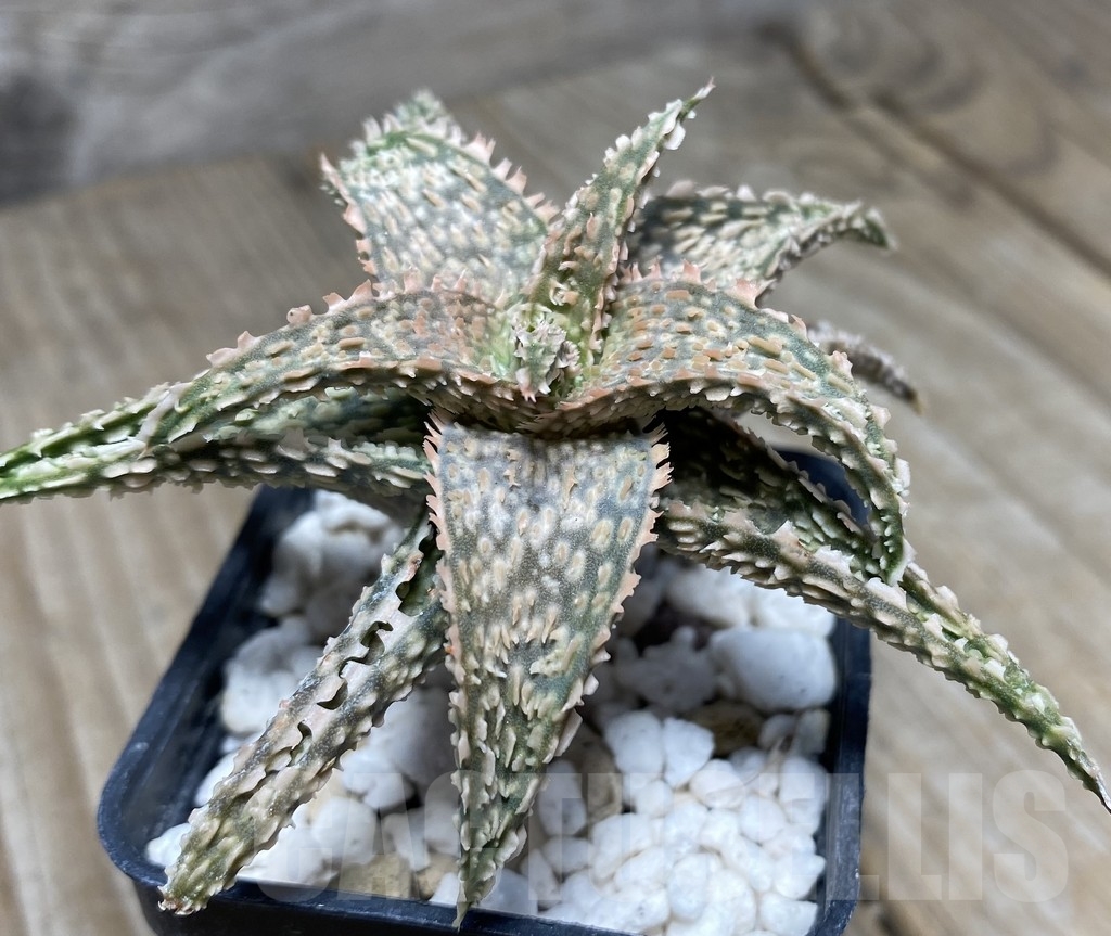 SHPR14095 Aloe hybrid