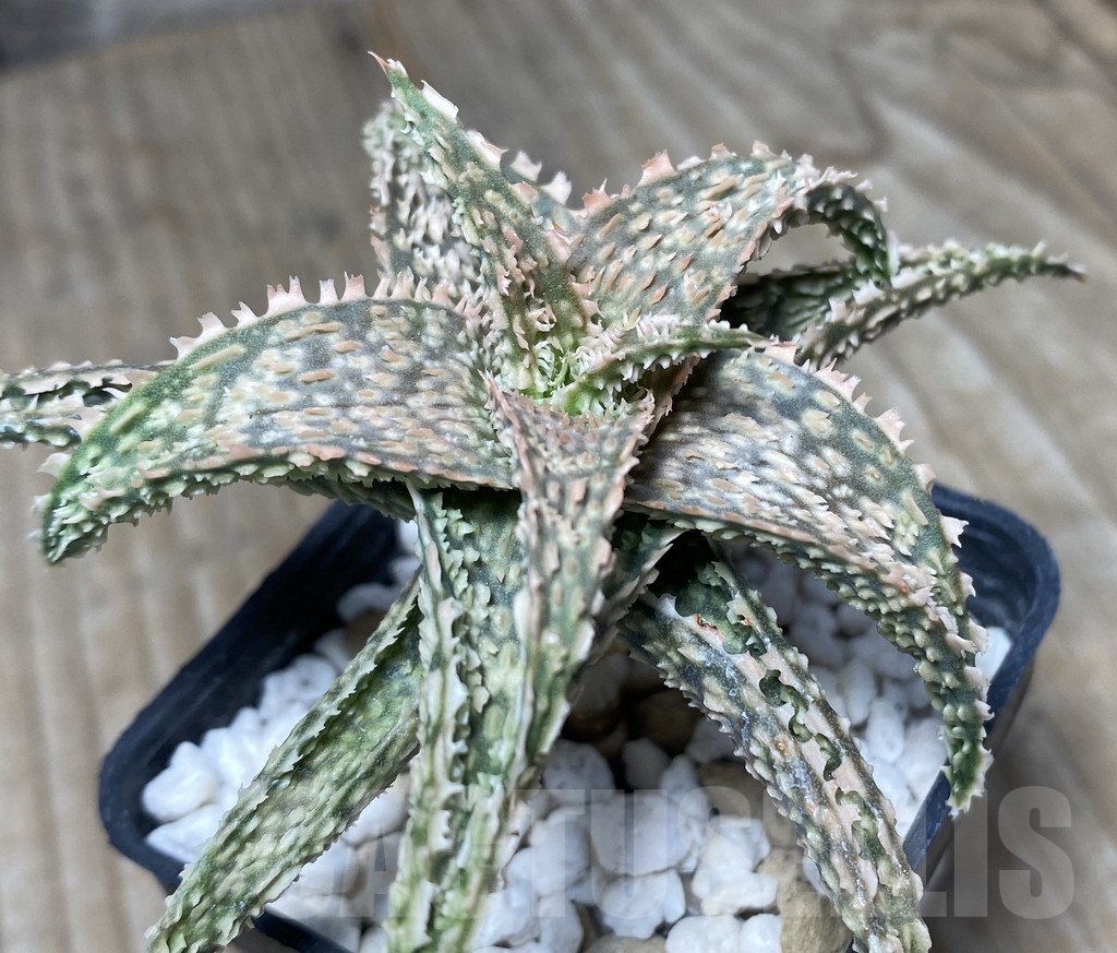 SHPR14095 Aloe hybrid - Obrázek 2