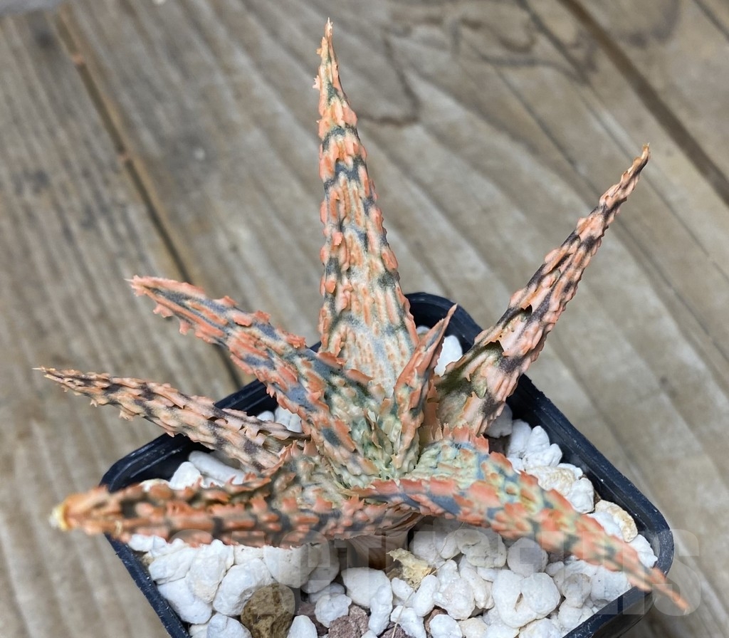 SHPR14096 Aloe hybrid - Image 2