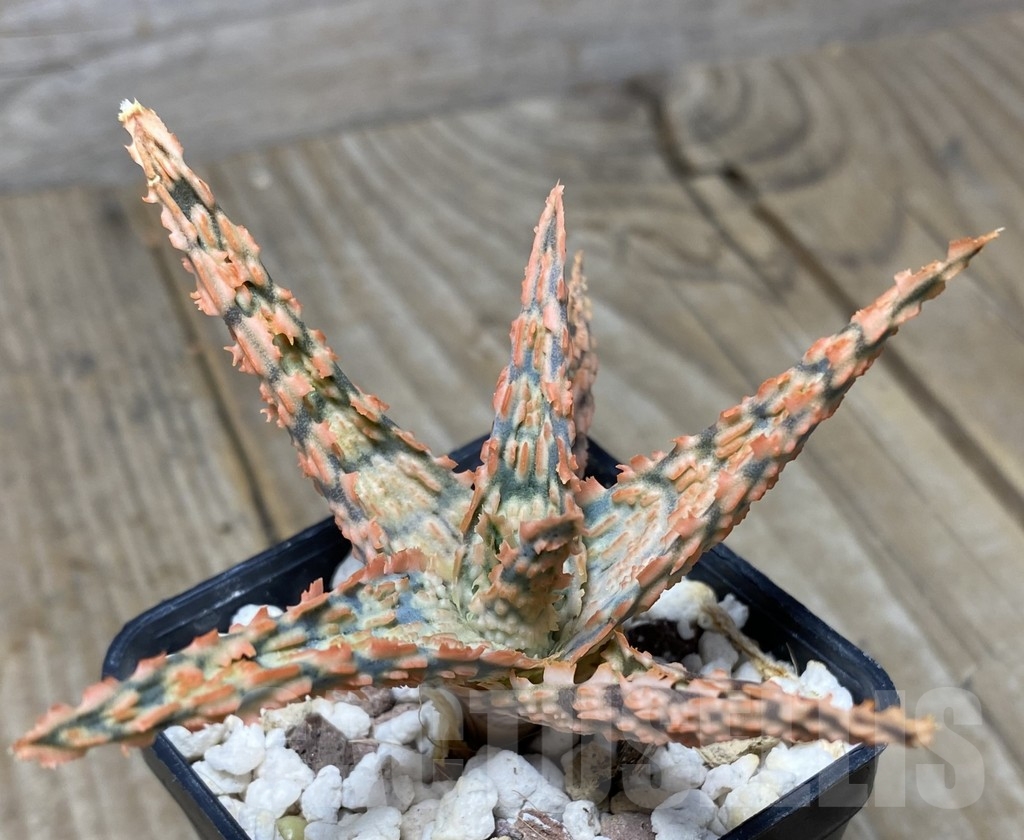 SHPR14096 Aloe hybrid