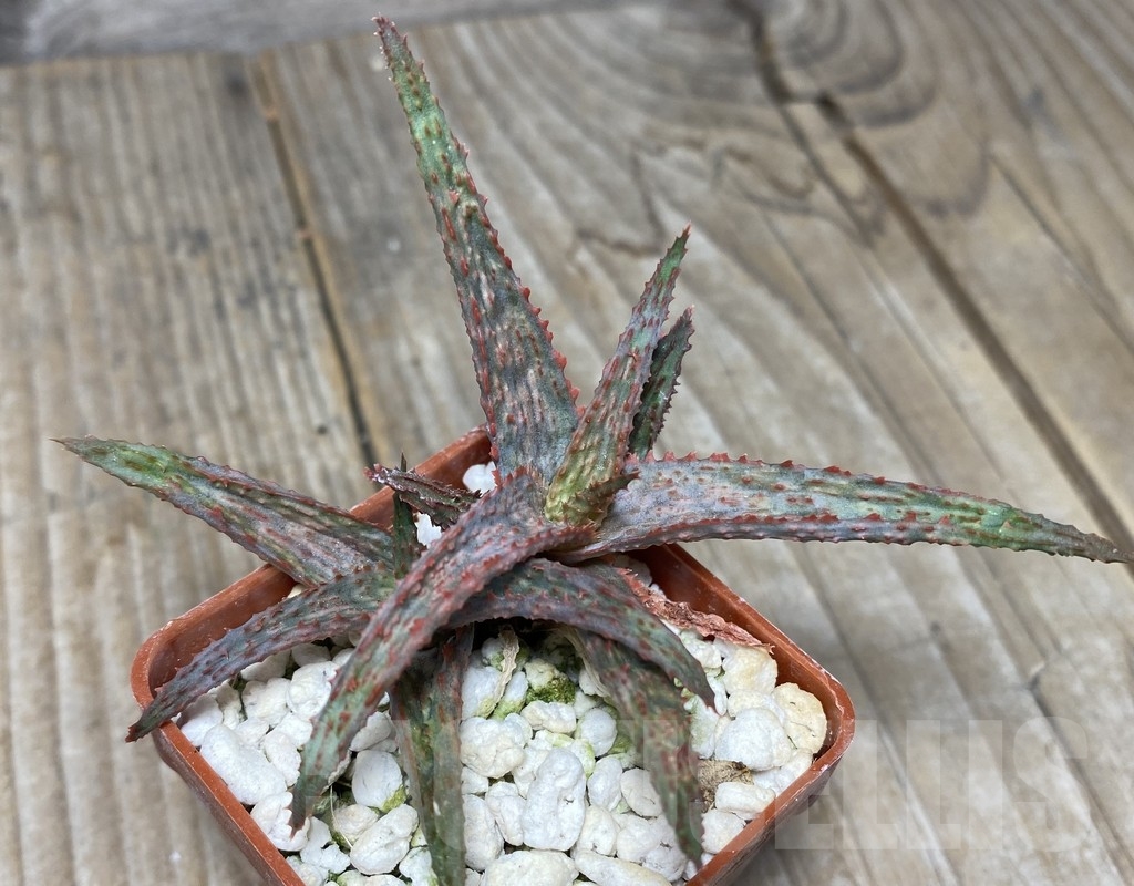 SHPR14099 Aloe hybrid