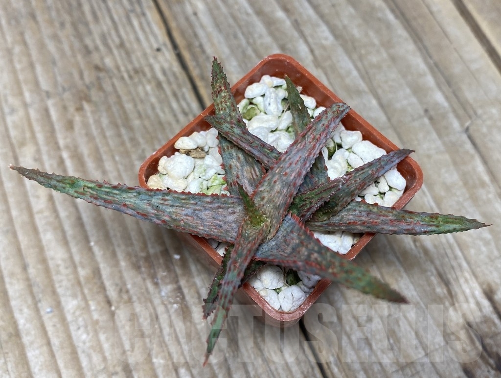 SHPR14099 Aloe hybrid - Image 2