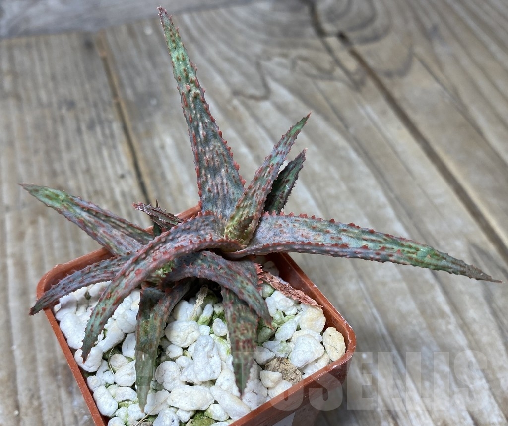 SHPR14099 Aloe hybrid - Image 3