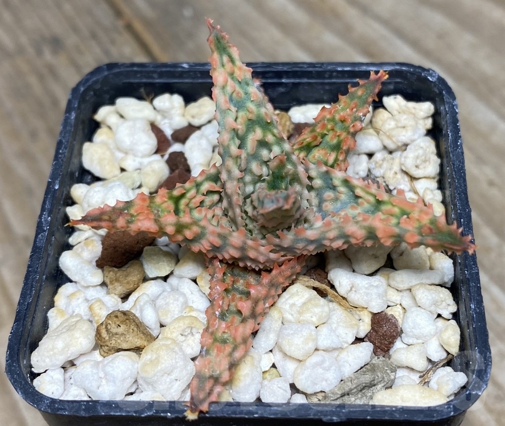 SHPR14102 Aloe hybrid Thailand - Image 2