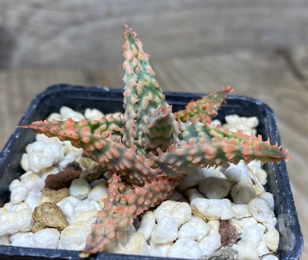 SHPR14102 Aloe hybrid Thailand