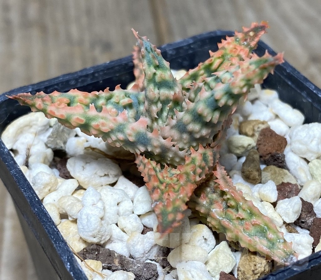 SHPR14102 Aloe hybrid Thailand - Image 3