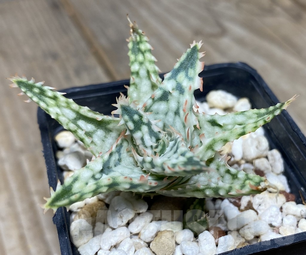 SHPR14103 Aloe hybrid Thailand - Image 2