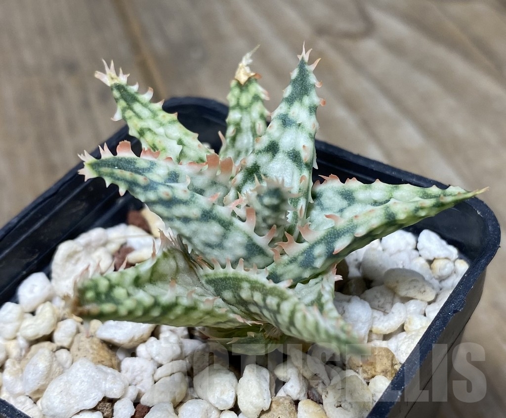 SHPR14103 Aloe hybrid Thailand