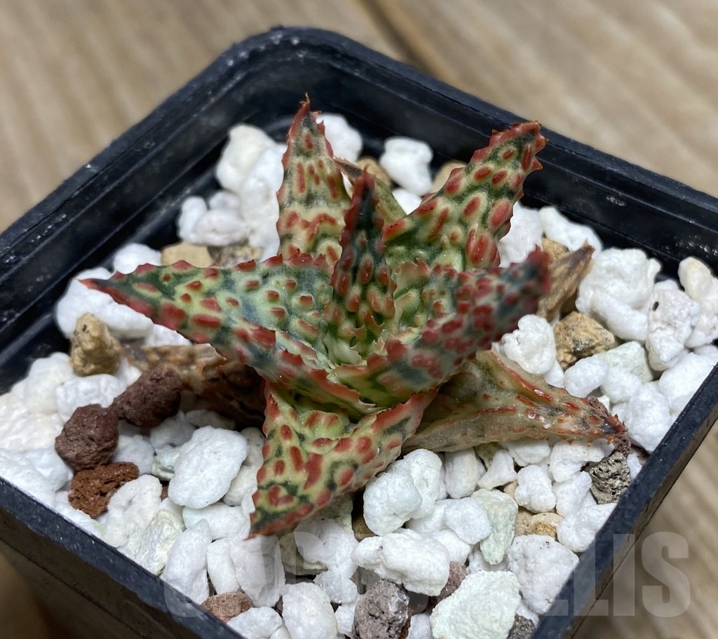 SHPR14107 Aloe hybrid Thailand - Image 2