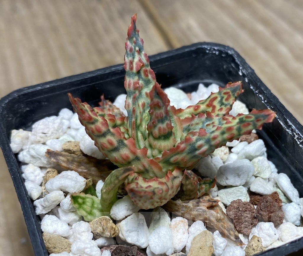 SHPR14107 Aloe hybrid Thailand