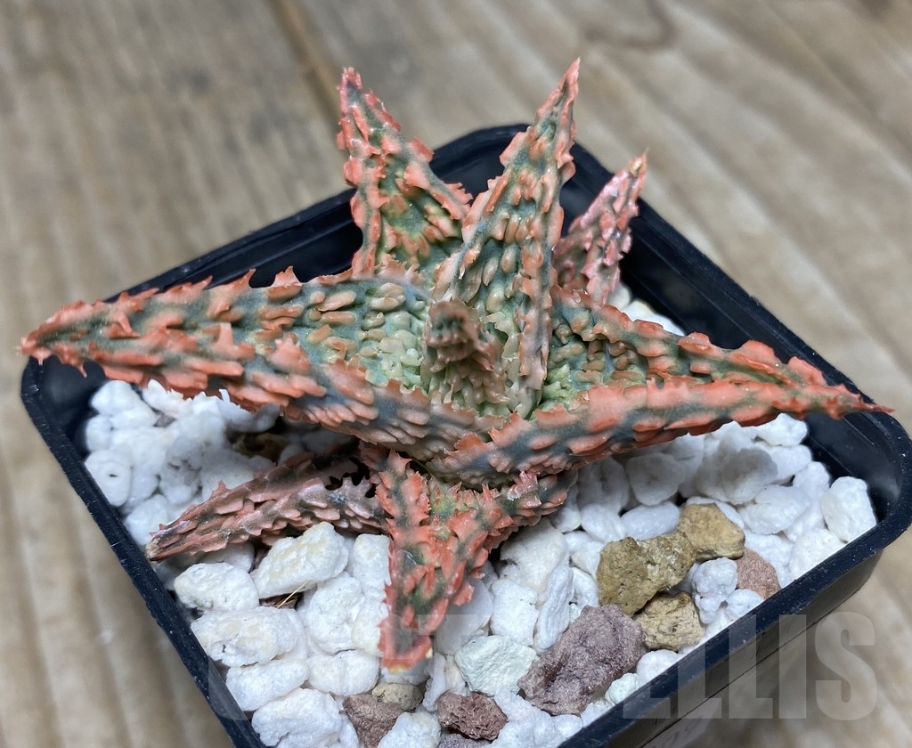 SHPR14109 Aloe hybrid Thailand