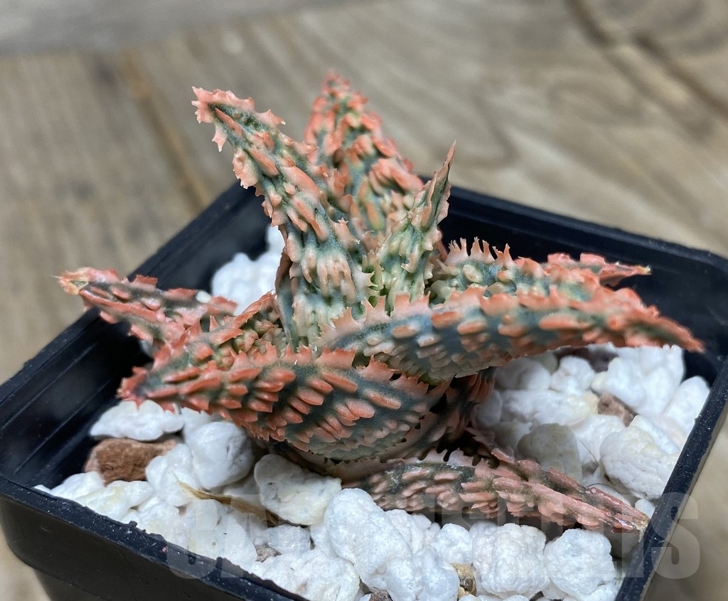 SHPR14109 Aloe hybrid Thailand - Image 2