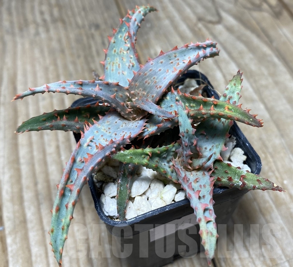 SHPR14110 Aloe castilloniae hybrid, 2 seedlings - immagine 2