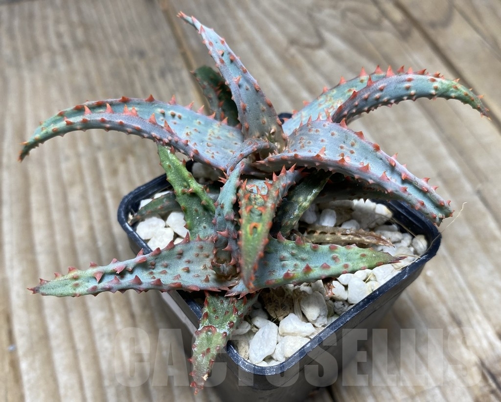 SHPR14110 Aloe castilloniae hybrid, 2 seedlings