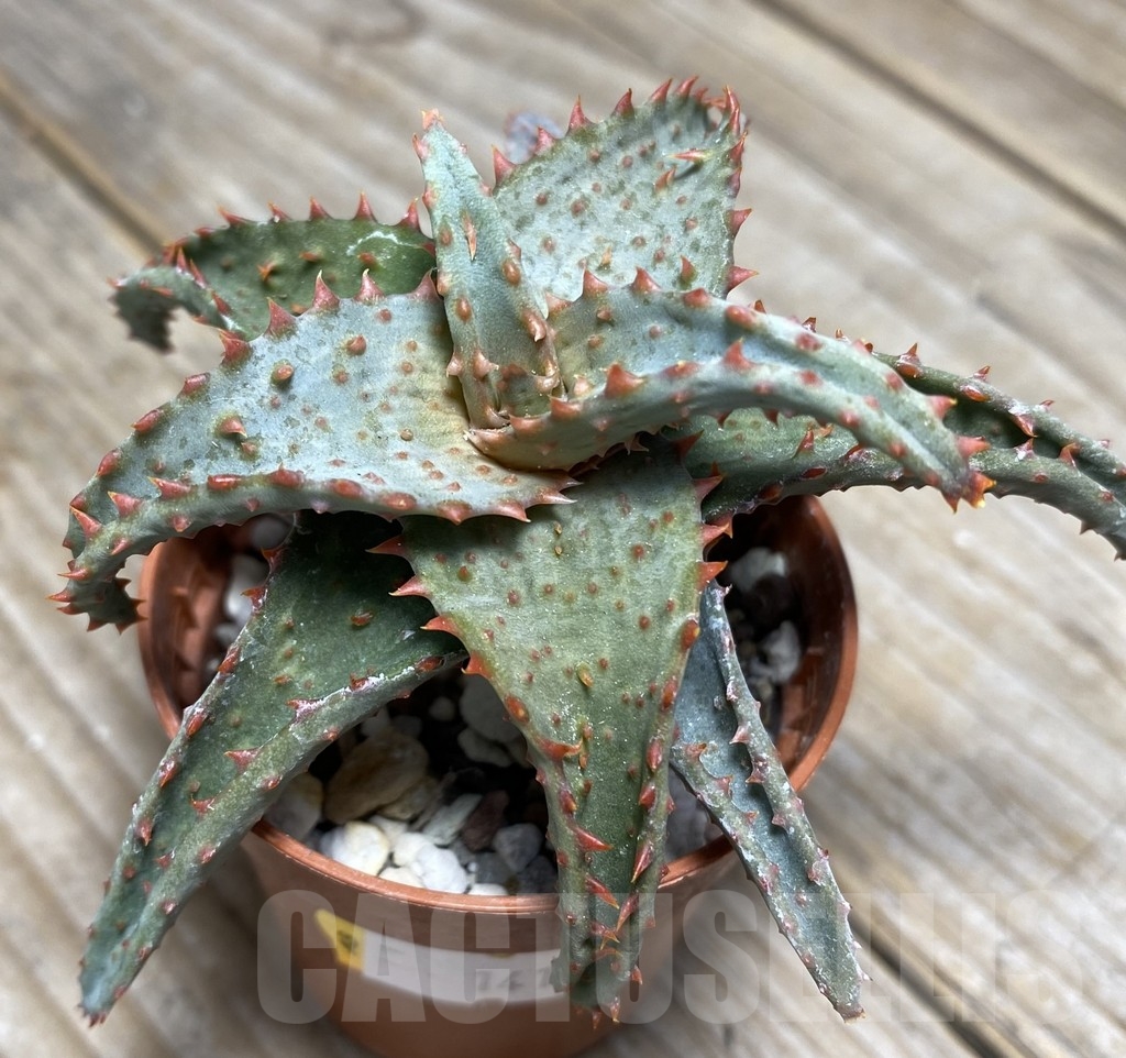 SHPR14111 Aloe castilloniae hybrid