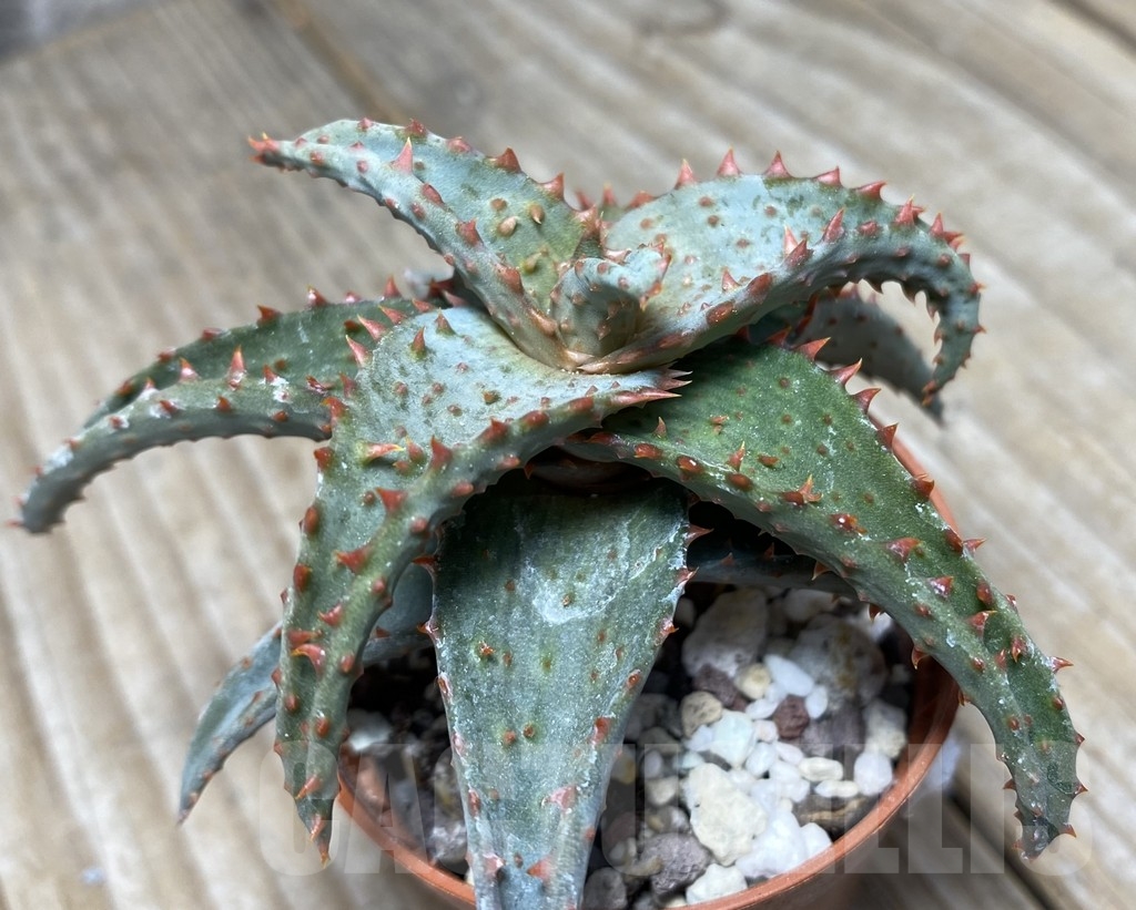 SHPR14111 Aloe castilloniae hybrid - immagine 2