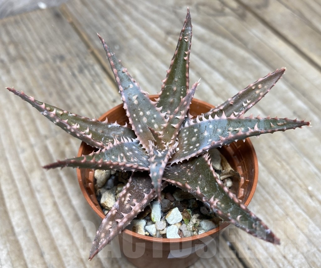 SHPR14112 Aloe hybrid
