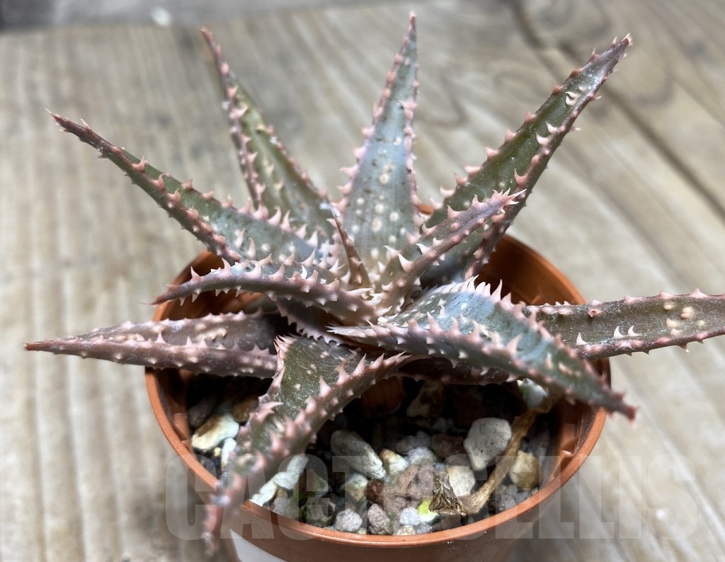 SHPR14112 Aloe hybrid - immagine 2