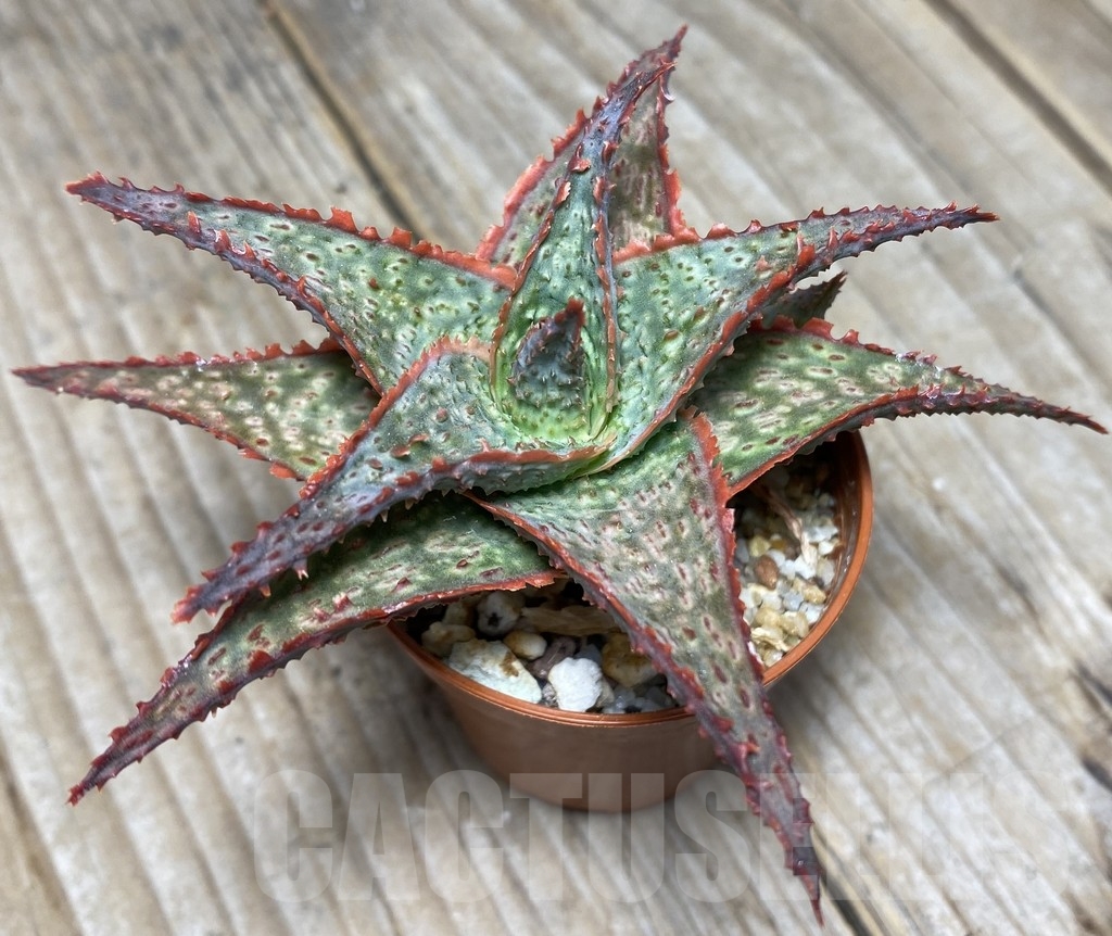 SHPR14113 Aloe hybrid - immagine 2